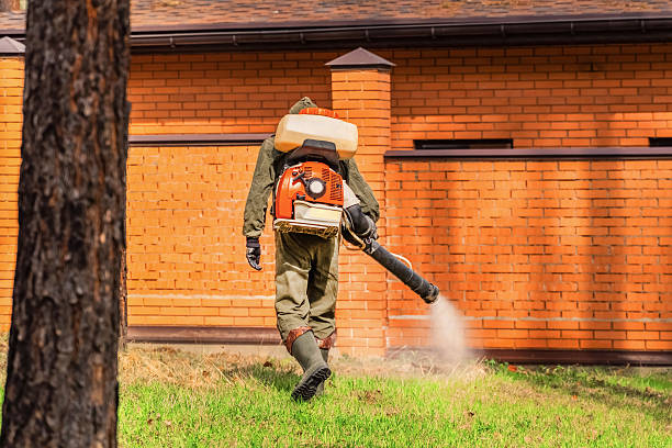 Trusted Ant Control service in Imlay City, MI - Nex Pest Control